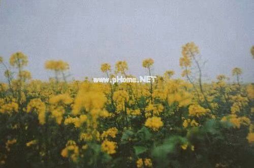 朋友圈最唯美的心情说说文字