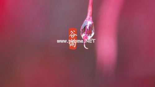 谷雨时节发微信朋友圈的配图说说