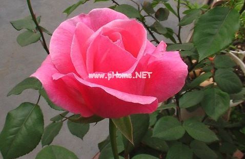 描写赞美月季花开放的优美句子 描写春天月季花香味的句子段落