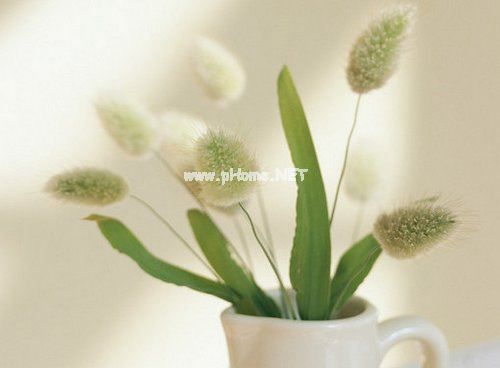 唐代诗人崔护简介及古诗句大全摘抄