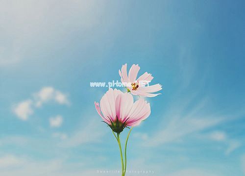 用掩耳盗铃的造句大全