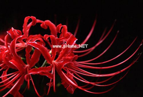 红色白色彼岸花花语和传说