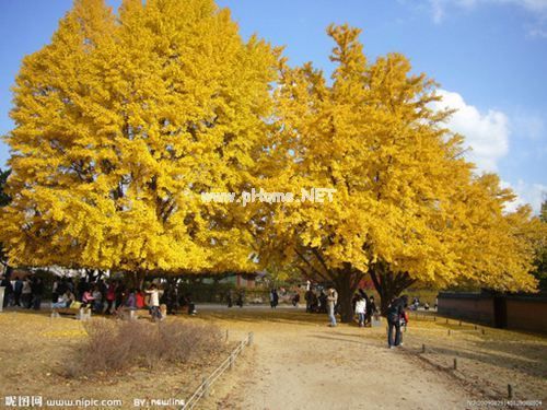 成语五花八门造句 五花八门的意思 五花八门的反义词