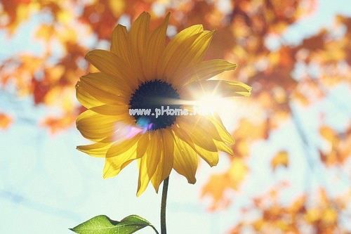 积累初中<a href=/xueshengzuowen/ target=_blank class=infotextkey>作文</a>优美句子摘抄大全