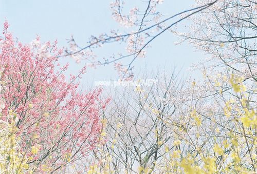 儿童急走追黄蝶下一句 儿童急走追黄蝶全诗及意思赏析