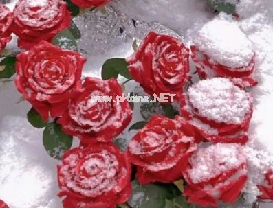 微信签名爱情浪漫短句 很好听的关于爱情的微信签名最新
