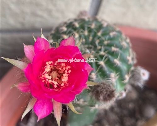 仙人掌开花发朋友圈怎么说锦集24句