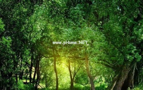 英语qq签名唯美短句 qq英文签名带翻译唯美