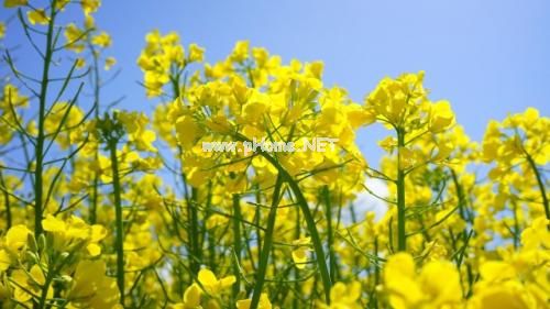 发油菜花照片的简单说说 适合看油菜花发朋友圈的句子精选32句