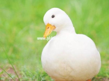 很孤独伤感的热门微信说说 想环游世界逃避孤独