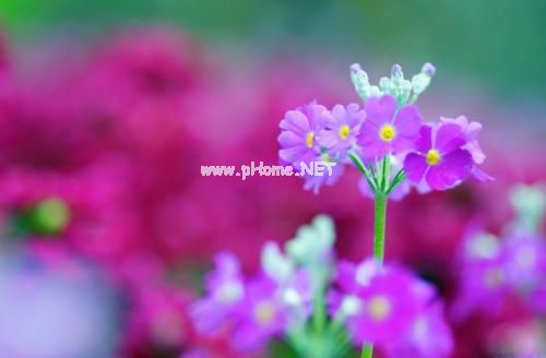 适合赏花发朋友圈的说说文字 春暖花开的心情短语合集32句