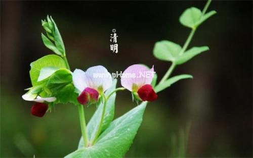 适合清明节发朋友圈的说说 2023清明节怎么发朋友圈