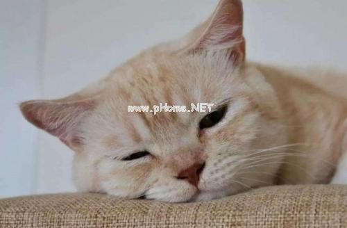 适合看书时发朋友圈的句子 看不进去书的幽默说说摘抄28句