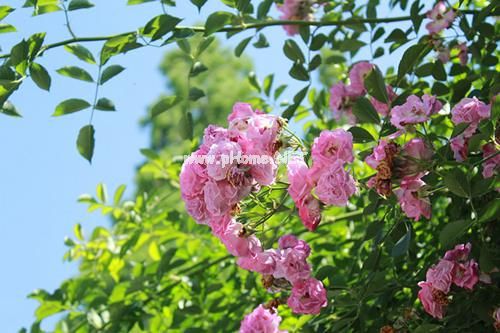 形容夏天快来了的说说 描写夏天的简单短句