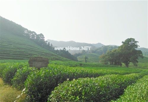 采茶的乐趣心情说说 采茶发朋友圈的说说