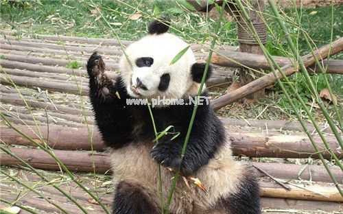 长胖的搞笑说说句子 形容自己胖的搞笑说说推荐41句