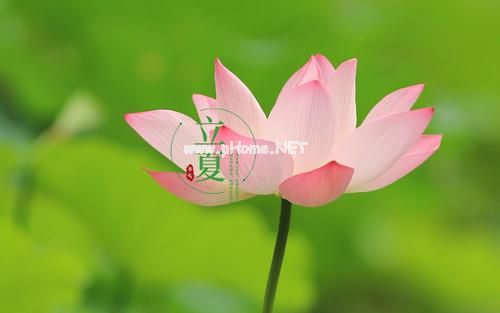 立夏的微信说说心情