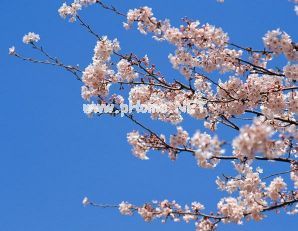 春天观赏樱花的心情说说 2021看樱花发朋友圈的唯美句子