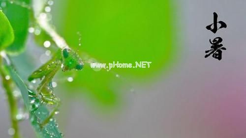 小暑节气图片说说