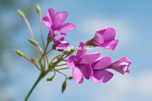 朋友圈花开的心情句子 朋友圈花草怎么配文字
