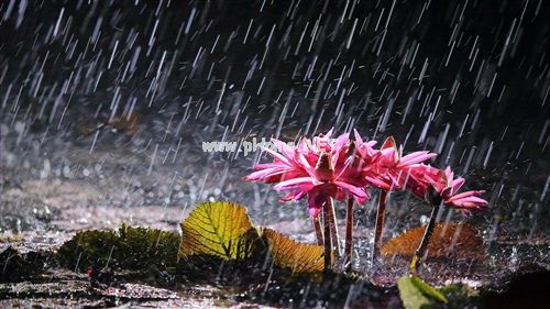 秋雨心情说说感悟生活 秋雨后的心情说说28句