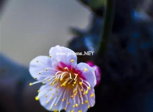 发表梅花的朋友圈说说 看完梅花要发的说说