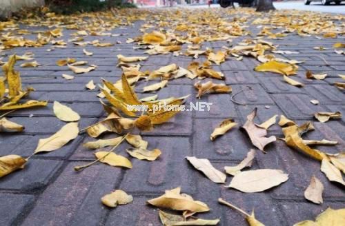 形容秋风吹落叶的句子 关于秋天落叶的唯美说说文案