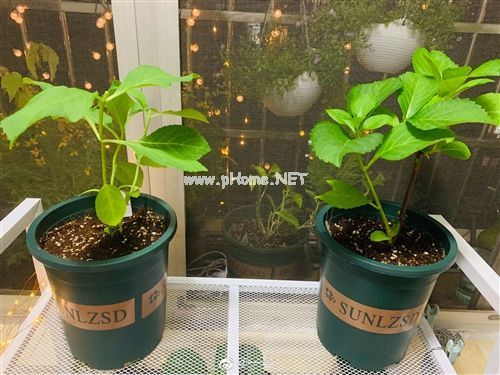 阳台养花的心情说说集合29句