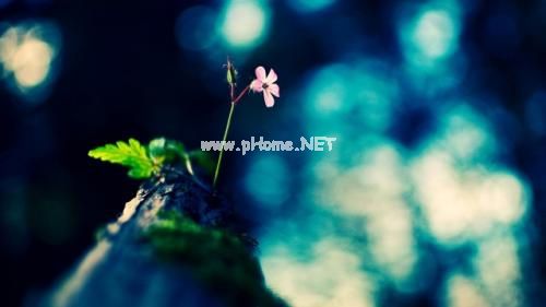 朋友圈晒花草的说说 养花养死的心情说说锦集25句