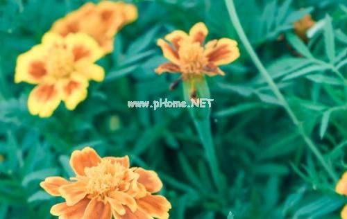 2021新年春节祝福语 最新牛2021祝福语贺词