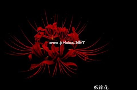 情话套路撩女生 情话最暖心短句给女生推荐79句