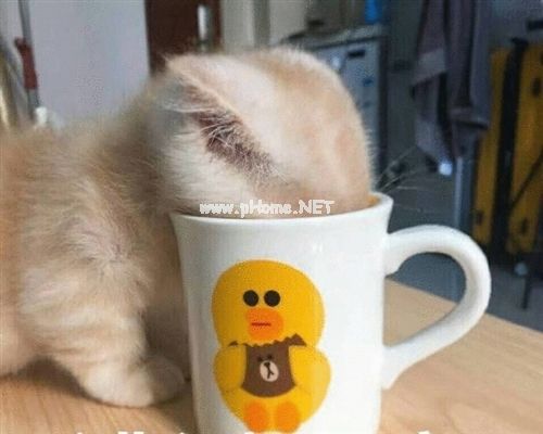 在家躺尸的搞笑说说摘抄26句