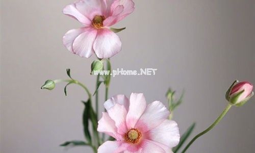 祝三八妇女节快乐微信朋友圈说说