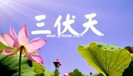 三伏天很热的说说句子摘抄25句
