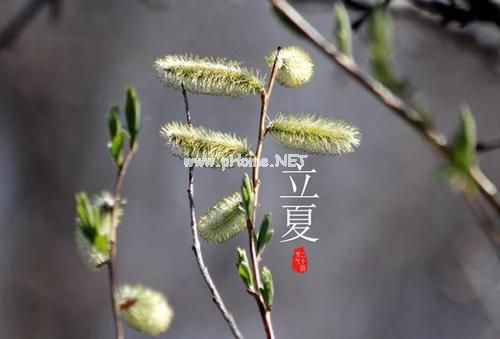 立夏说说图片
