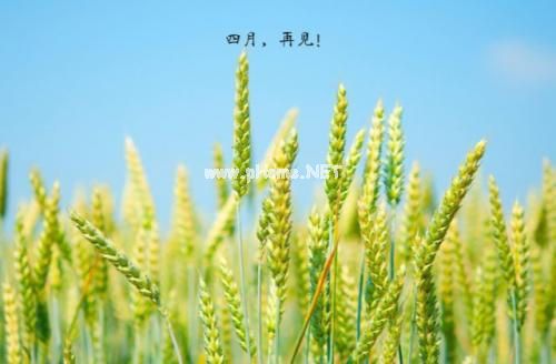 四月再见五月你好句子 告别四月迎接五月正能量说说短语
