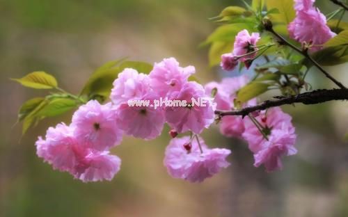 适合赏樱花时发的说说 樱花开了发朋友圈的句子集锦25句