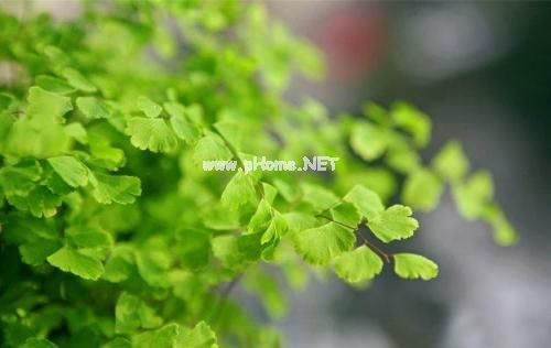 牛年春节说说句子 2023春节祝福语