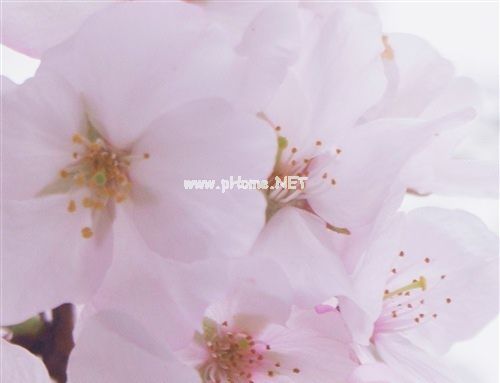 樱花开了的朋友圈心情说说