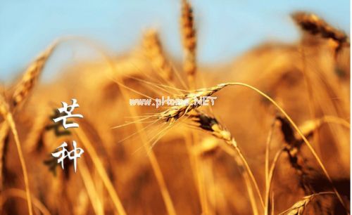 2021芒种说说经典好听 关于芒种的说说微信朋友圈