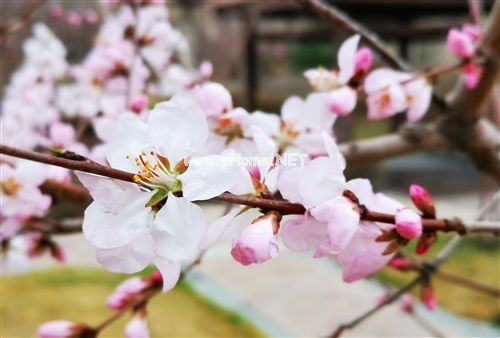 桃花开了发朋友圈说说 又是一年桃花开说说19句