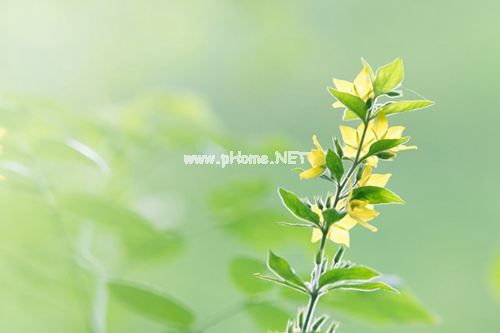 关于你好五月的句子 五月你好的唯美句子