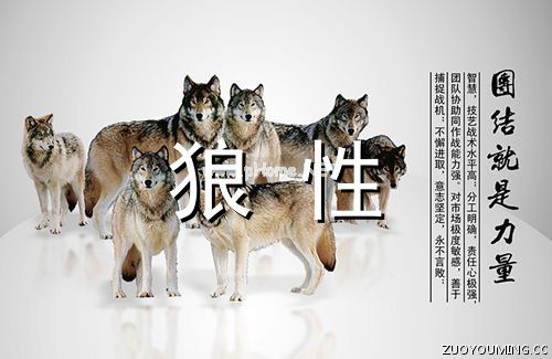 狼性团队的简短口号 狼的团队精神口号(100句)