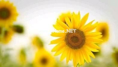 一句情感小短句 抒发自己感情的一段话