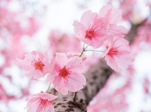 春暖花开的句子说说36句