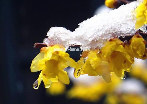 关于下雪了的说说 下雪了，就要开开心心的堆雪人