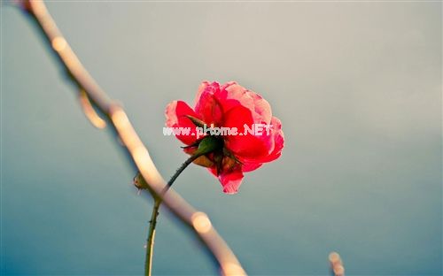 关于喝咖啡失眠的说说24句