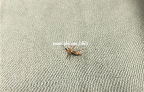 大半夜被蚊子咬醒说说 与蚊子战斗的说说