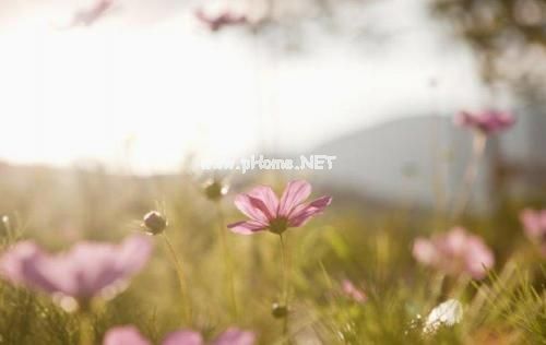 有关爱情的英语短句 唯美爱情的英文句子