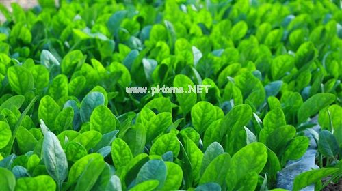 摘新鲜蔬菜的心情说说收集27句